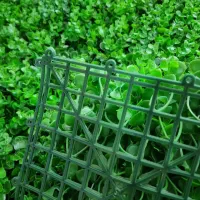 گرینوال پرتقالی|گل و گیاه طبیعی|تهران, یافت آباد شمالی|دیوار