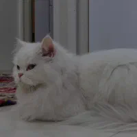 واگذاری گربه پرشین دال فیس چشم ابی|گربه|بندرعباس, |دیوار