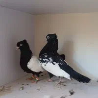 دو جفت سینه سیاه عروسک