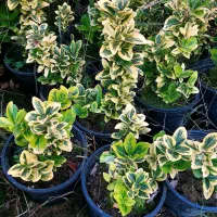 شمشاد|حراج|کلاچای, |دیوار