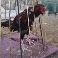 خروس لاری ۳ و نیم دانگ واقعی