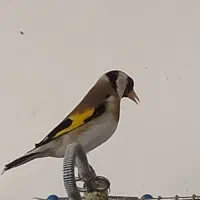 سیره