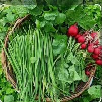 سبزی خوردن تازه مستقیم از باغ