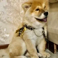 وارداتی سه ماهه با شناسنامه و پاسوورت18t|سگ|کرج, فاز ۱ مهرشهر|دیوار