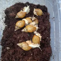 حلزون|خزنده|بندرعباس, |دیوار