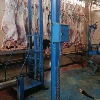گوشت گوساله کشتارگاه کشتارروز