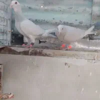 نر و ماده مینا کرمونی