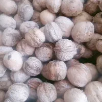 گردو پوست کاغذی درجه یک