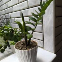 گل زاموفیلیا