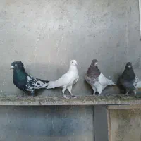 کبوتر تهرانی هواخور