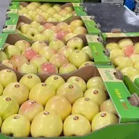 سرکاگربا اکیب برای تمامی صاحب باغ.میوه.سردخونه ها
