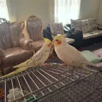 عروس هلندی نروماده