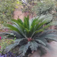گل سیکاس