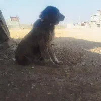 ماده سگ قهدریجانی