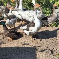 جوجه غاز ۷ماهه|حیوانات مزرعه|طبس, |دیوار