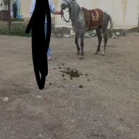 اسب|اسب و تجهیزات اسب‌سواری|سرعین, |دیوار
