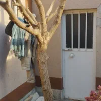 درخت تزیینی ادرس وکیل آباد