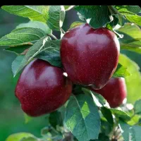 هرس درختان میوه