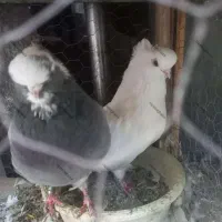 کبوتر نوک قنار