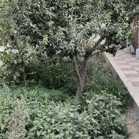 ویلاباغ/باغچه ۲۵۰متر کاج باغستان شهرقدس بنادار|فروش زمین و ملک کلنگی|قدس, شهرک صنعتی زاگرس|دیوار