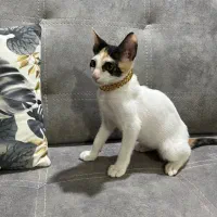 گربه|گربه|چابهار, |دیوار