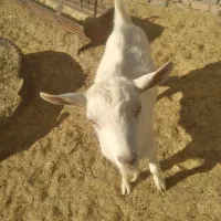 بزغاله سانن