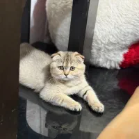 اسکاتیش شورت هیر