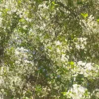 کیک برای جشن یلدا