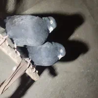 کفتر زاغ|پرنده|رودان, |دیوار