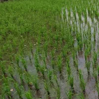 شالیزار سنتی ۱۱۰۰ متری