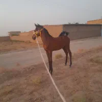 کره مادیون فروشی