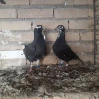 کبوتر زاغ و جوجه هاش|پرنده|دزفول, |دیوار