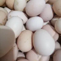 تخم مرغ محلی