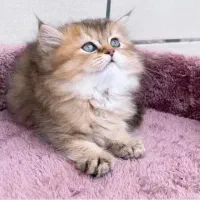 گربه اسکاتیش و بریتیش|گربه|مشهد, امیریه|دیوار