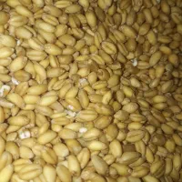 بذر گندم