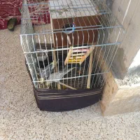 جفت عروس هلندی|پرنده|رابر, |دیوار