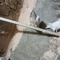 کله هما و جوجه هفت رنگ|پرنده|سبزوار, جوادیه شرقی|دیوار