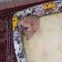 سگ پامر جیبی