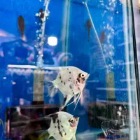 تنها فروشگاه گارانتی دار با ارسال رای*گان در شیراز|ماهی|شیراز, شهرک گلستان|دیوار