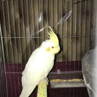 عروس هلندی|پرنده|رباط‌کریم, رباط‌کریم|دیوار