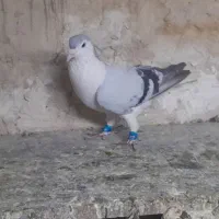 ساده سبز نر مست