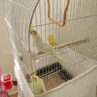 عروس هلندی