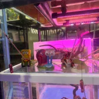 فروشگاه ماهی آکواریومی تجهیزات آکواریوم|ماهی|بندر انزلی, متروپل|دیوار