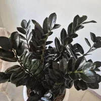 گل زاموفیلیا سوپر بلک|گل و گیاه طبیعی|شیراز, شهرک مفتح|دیوار