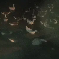 بهترین نژاد غاز محلی