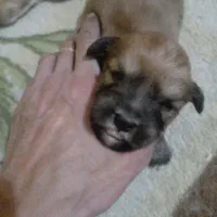 واگذاری سگ غیر رایگان