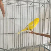 قناری نر آماده و مست|پرنده|ماکو, |دیوار