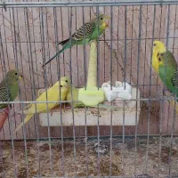 مرغ عشق هلندی و اسپانگل|پرنده|لامرد, |دیوار