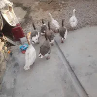 غاز دونه ششصد