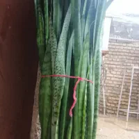 گل سانسوریا